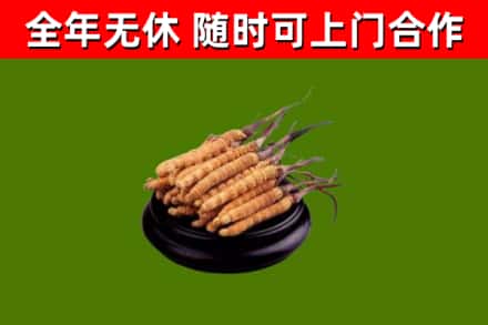 武强回收冬虫夏草