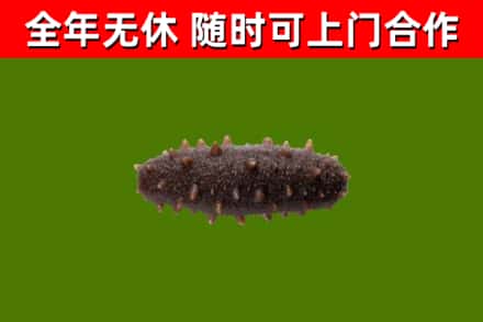武强回收海参干